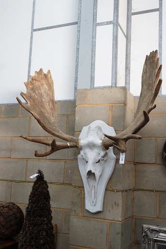 A large moose antler and skull wall trophy on painted wood backplate, width 110cm, height 120cm